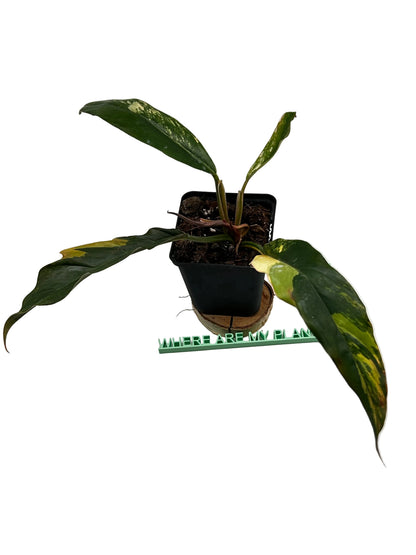 Philodendron Caramel Marble Variegata