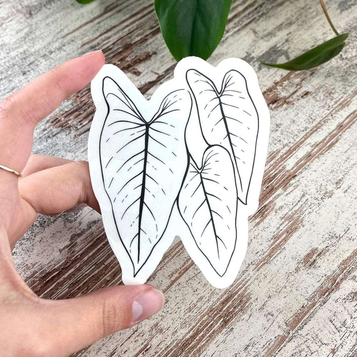 Sun Catcher Sticker - Philodendron