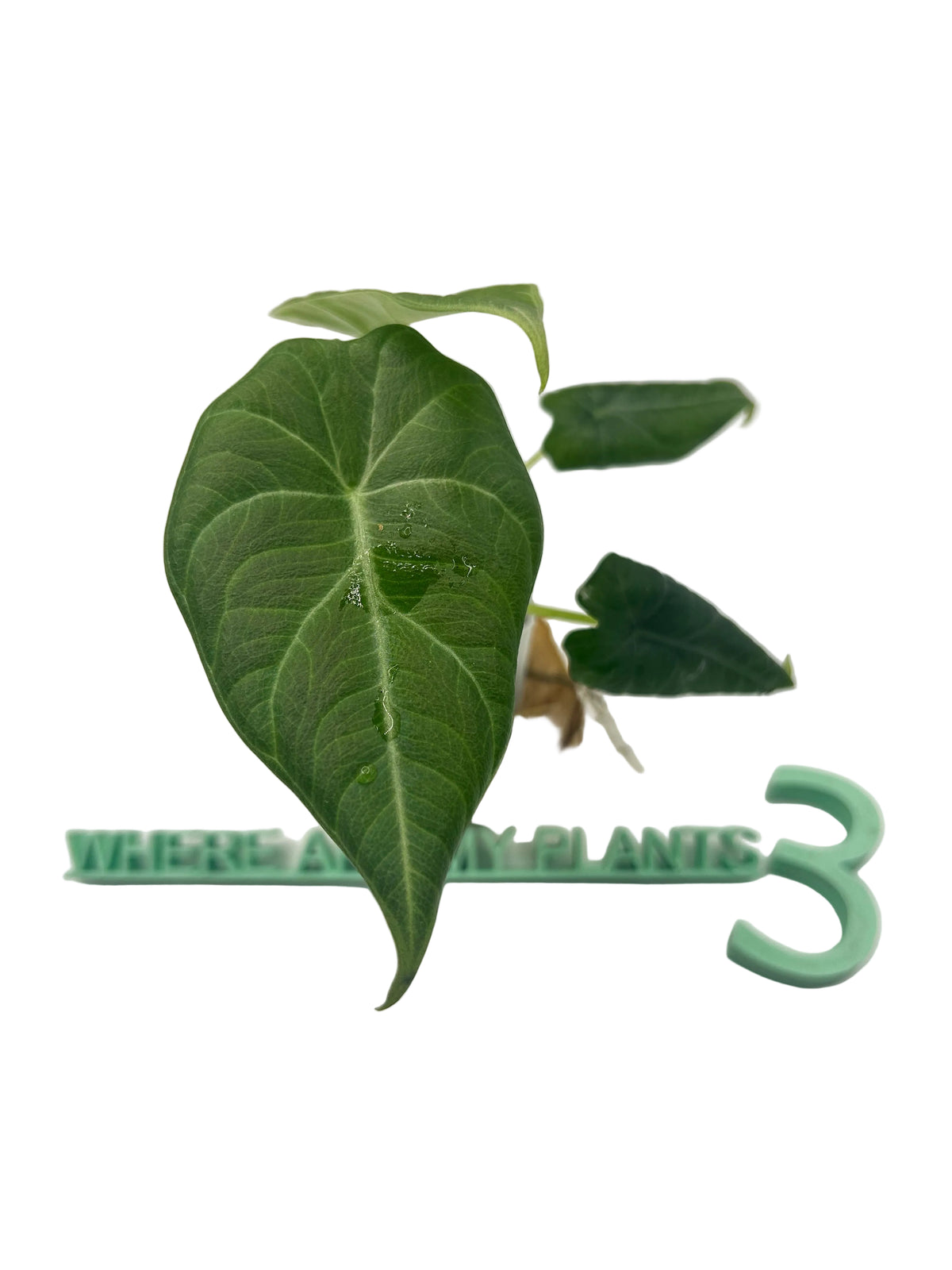 Alocasia Maharani