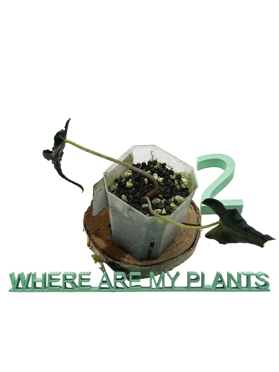 Alocasia Loco