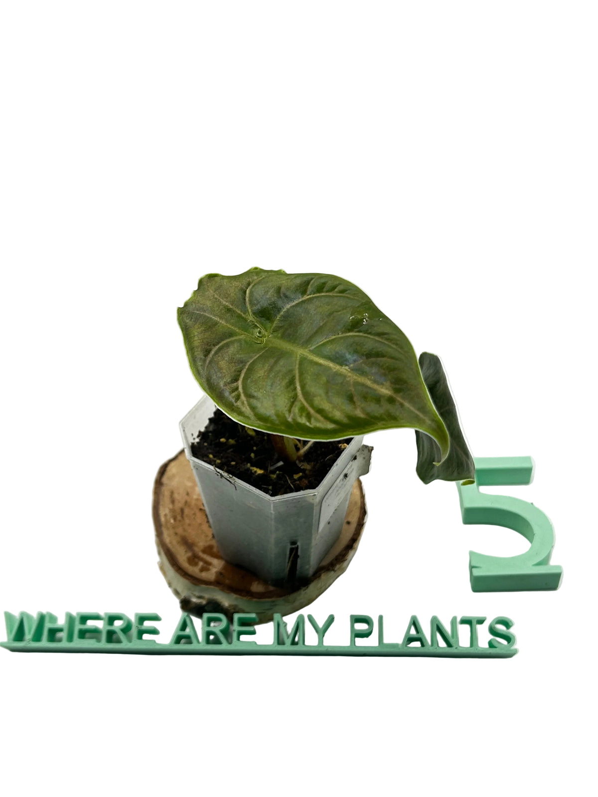 Alocasia Azlanii