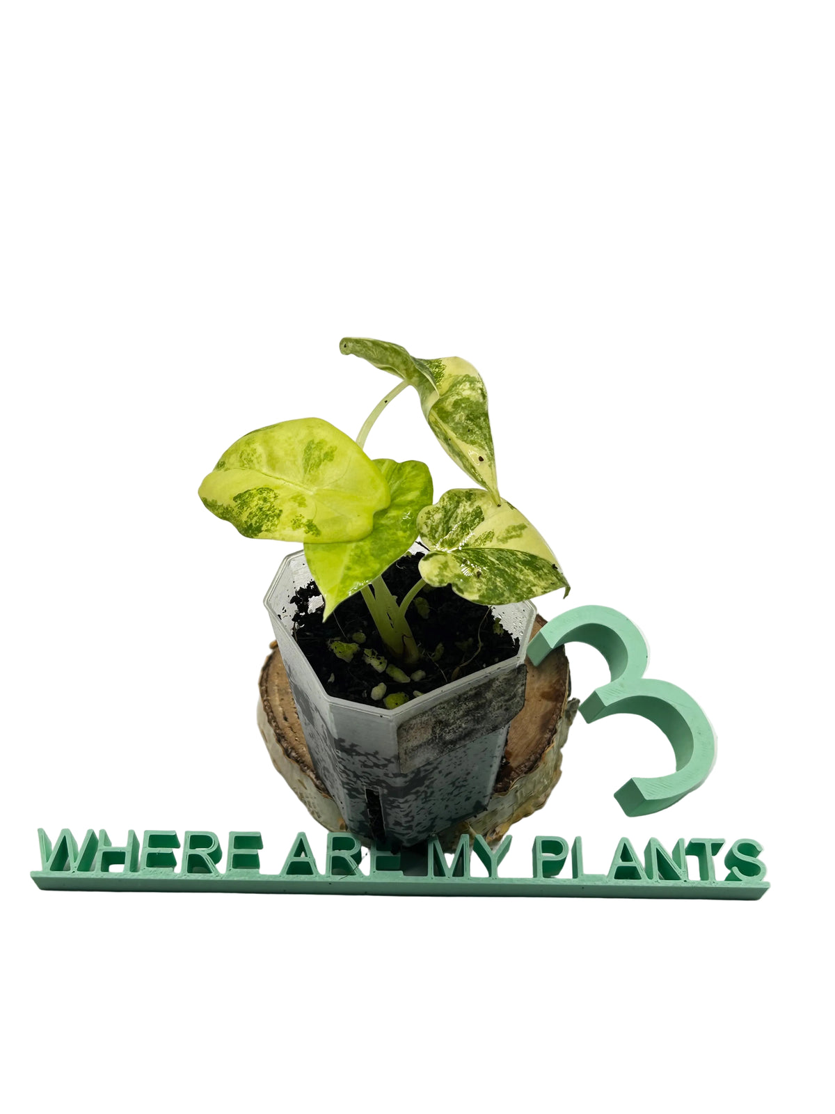 Alocasia Longiloba Aurea