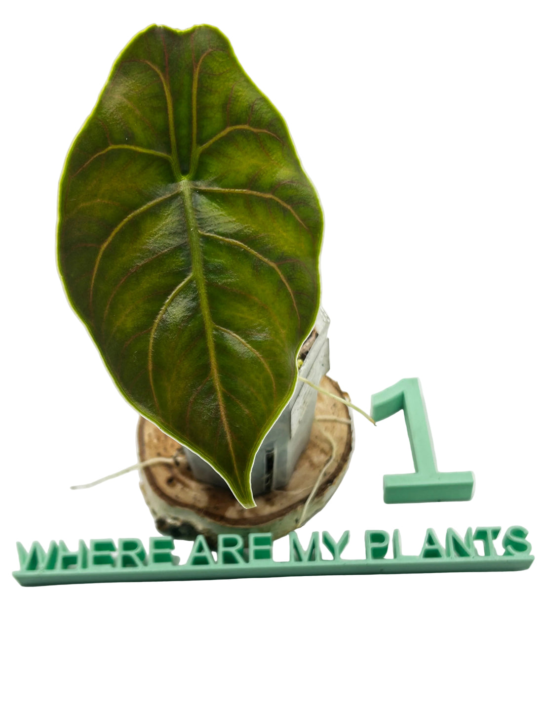 Alocasia Azlanii