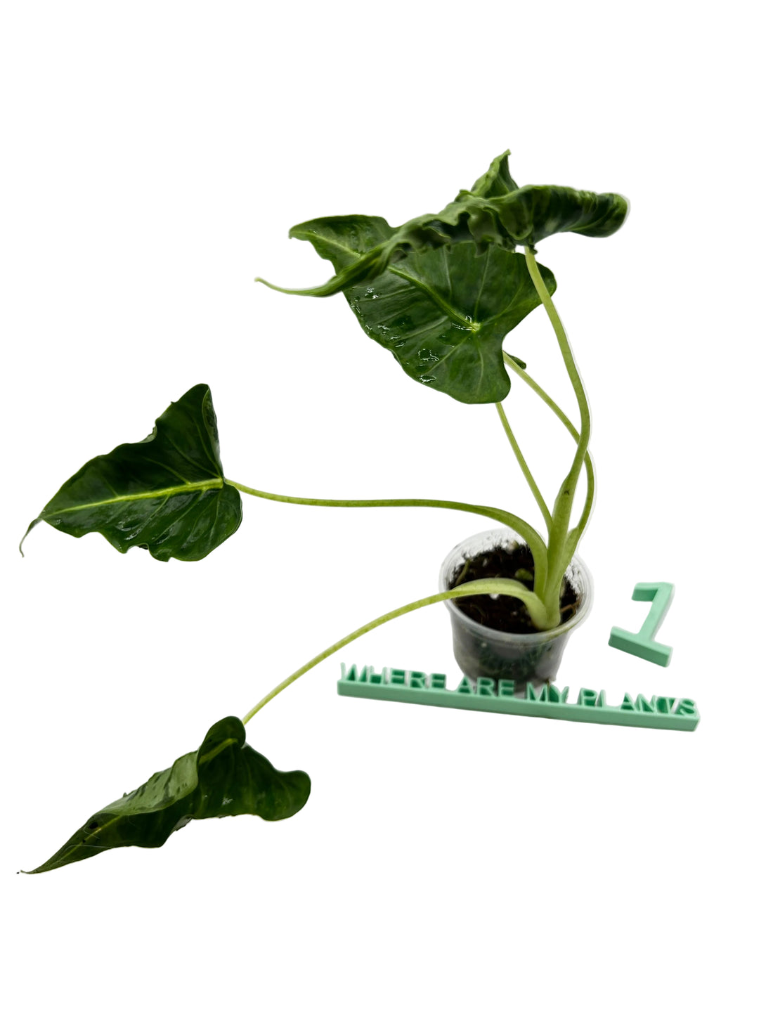 Alocasia Frydek Tattoo Emerald Tide