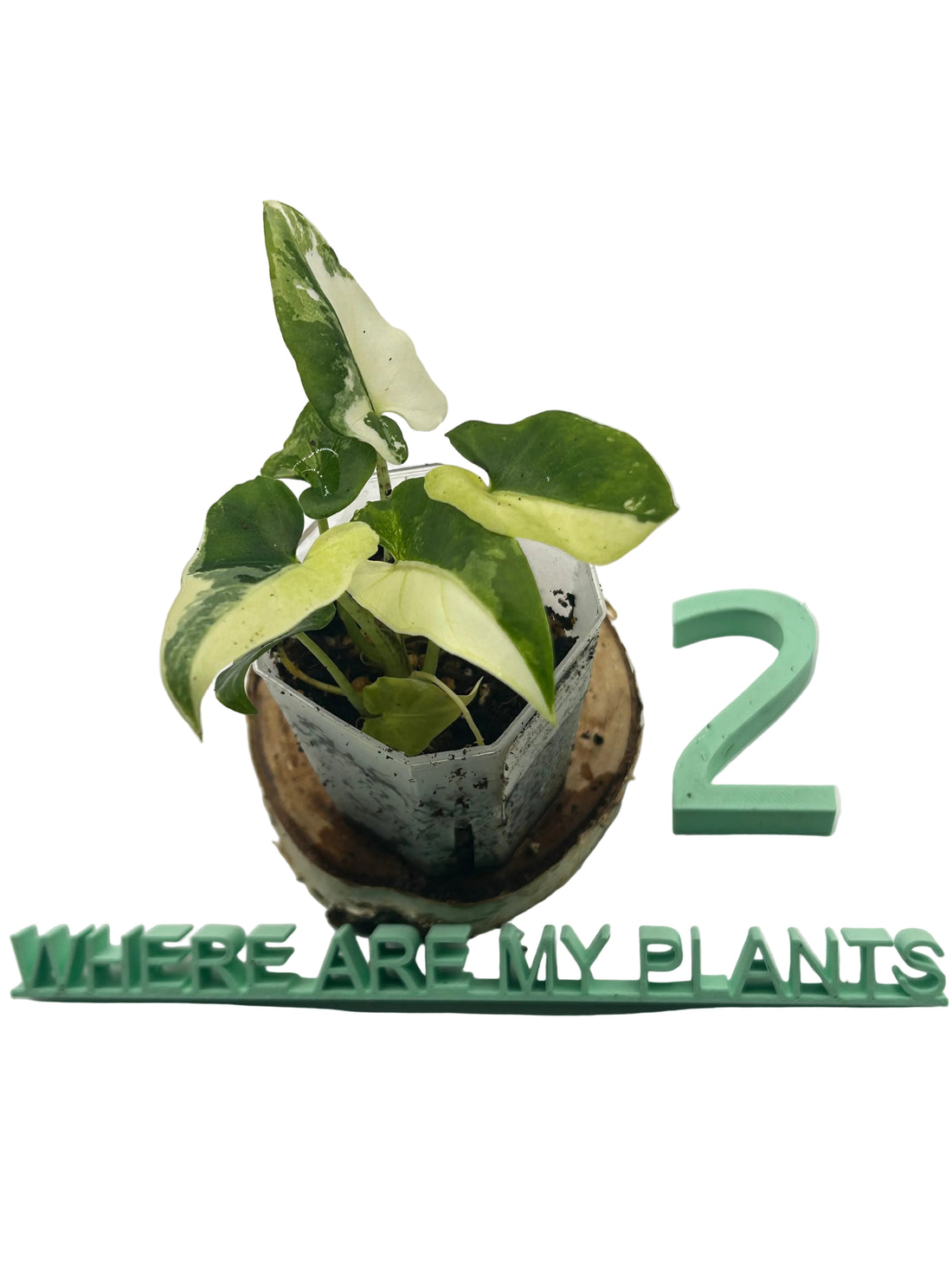 Alocasia Lauterbachiana Albo Variegata