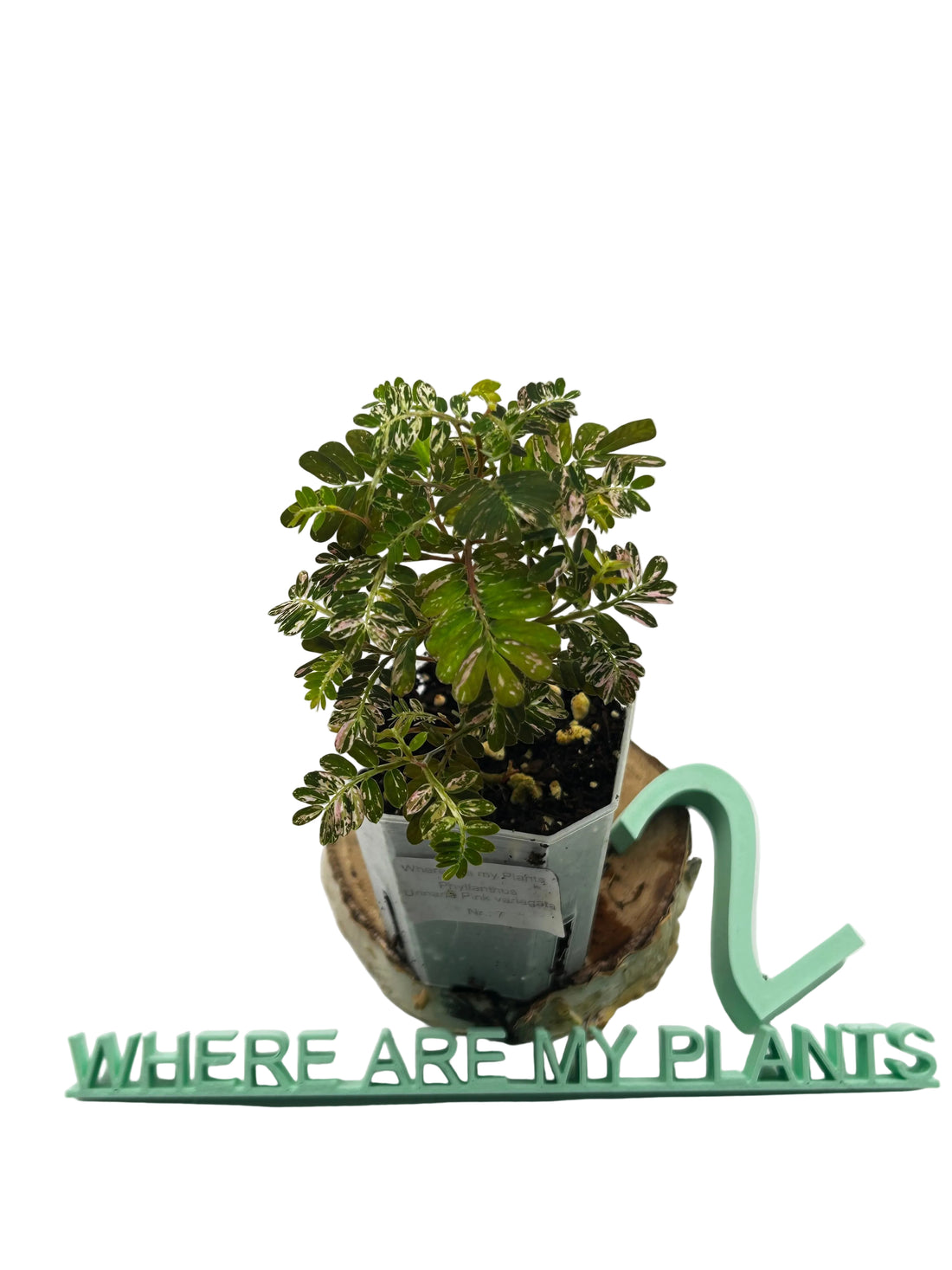 Phyllanthus Urinaria Pink