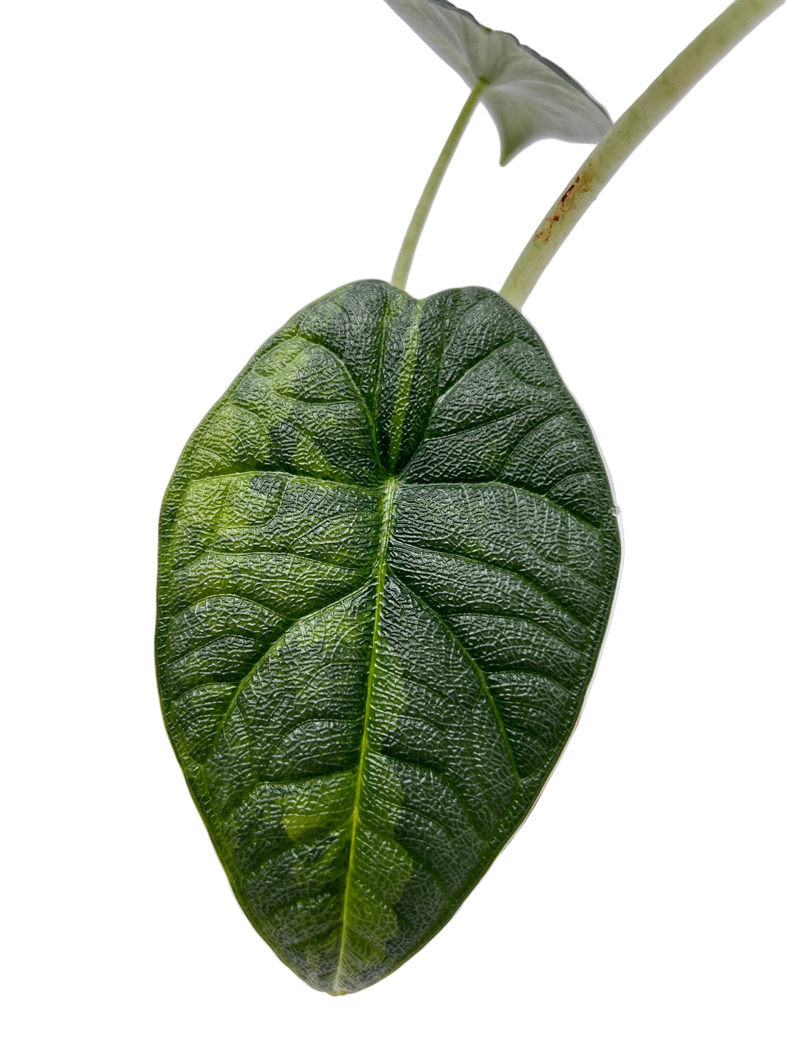 Alocasia Melo Aurea
