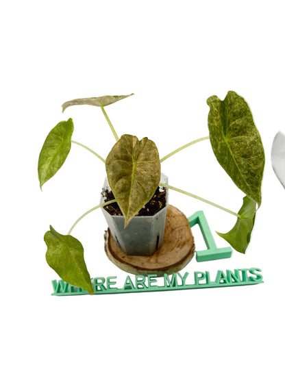Alocasia Golden Bone Pink Mint