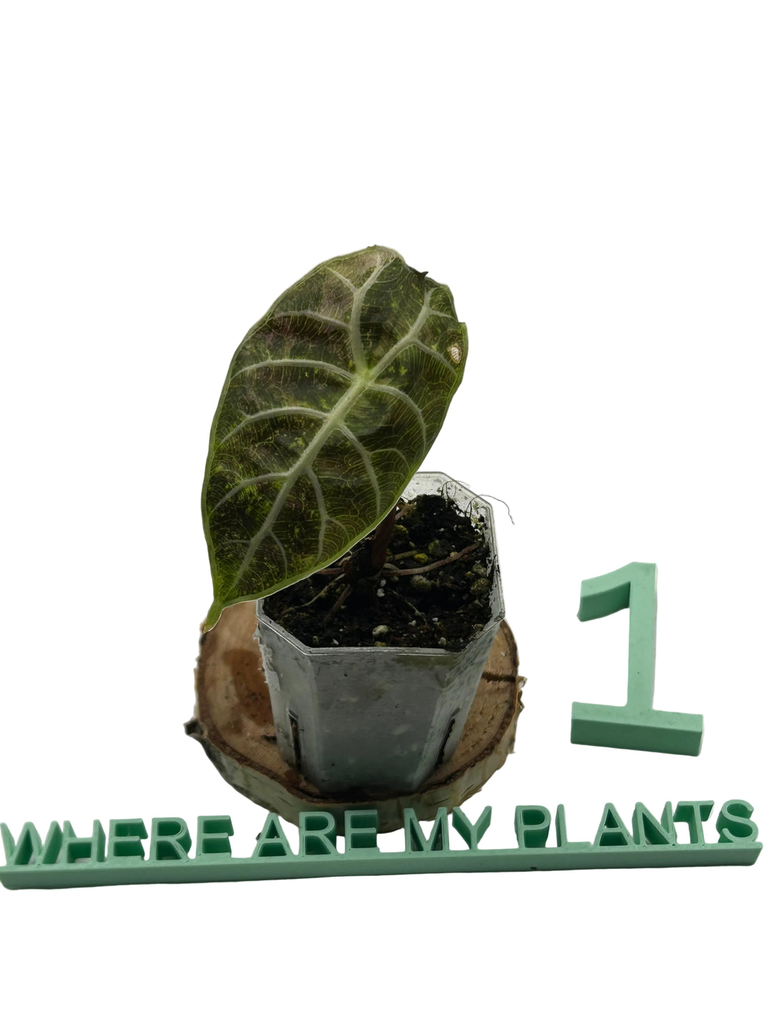 Alocasia Watsoniana Doff Variegata