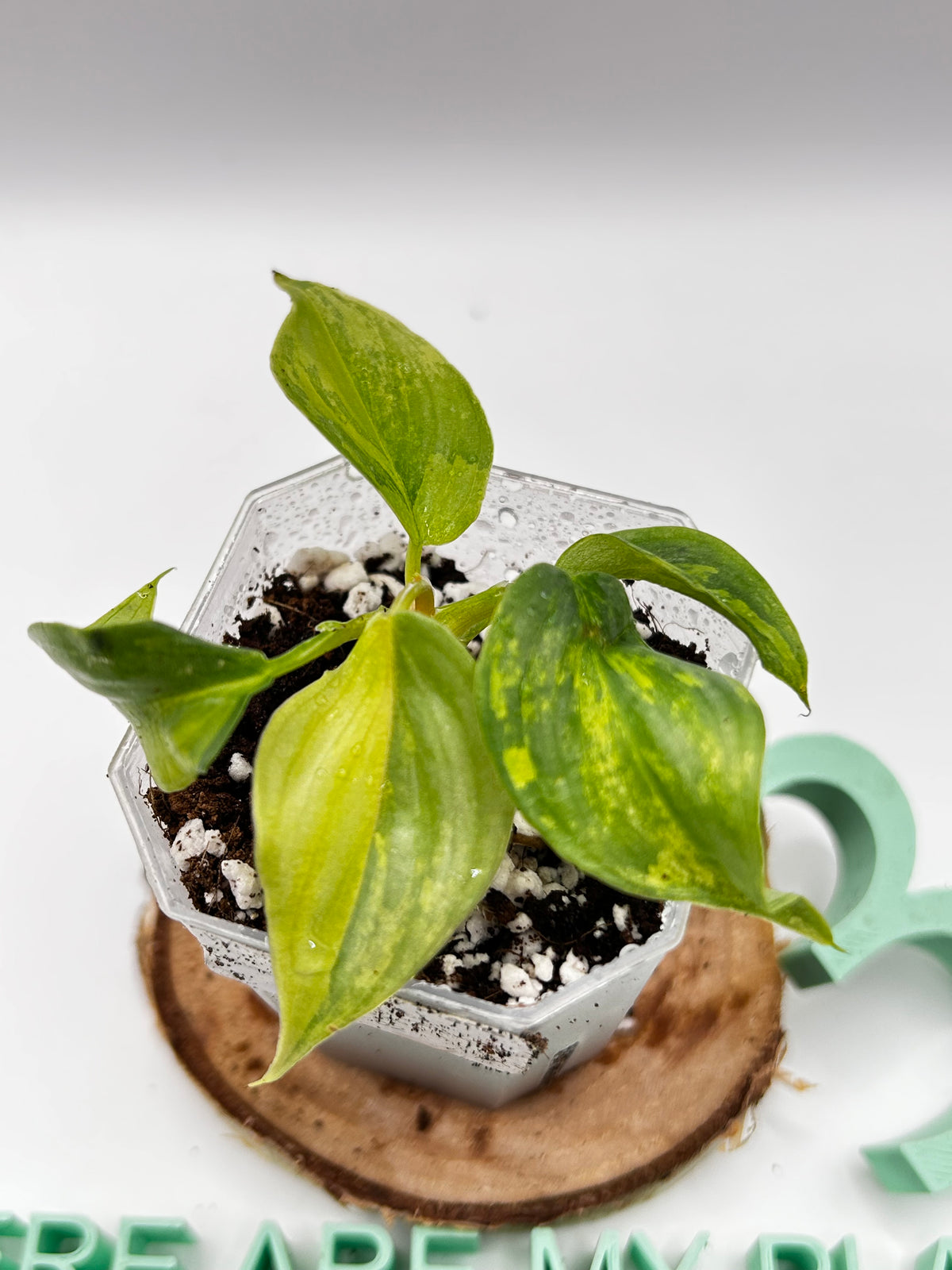 Philodendron Pastazanum Silver x Plowmanii Aurea