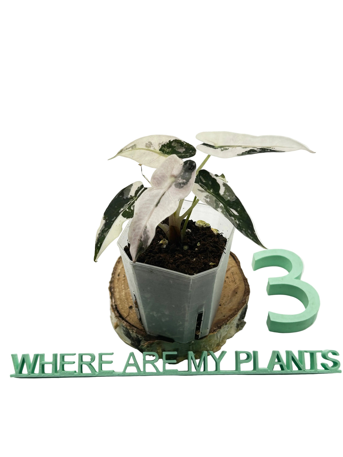 Alocasia Bambino Pink Variegated