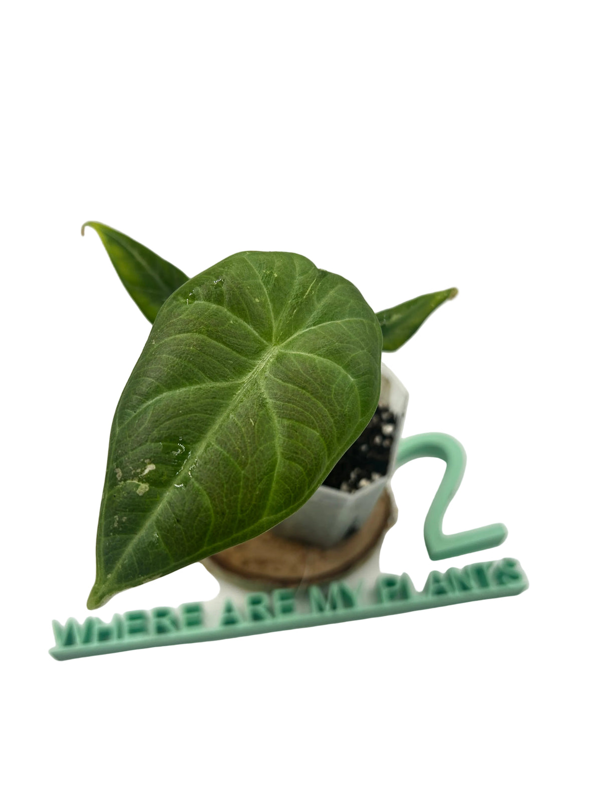 Alocasia Maharani
