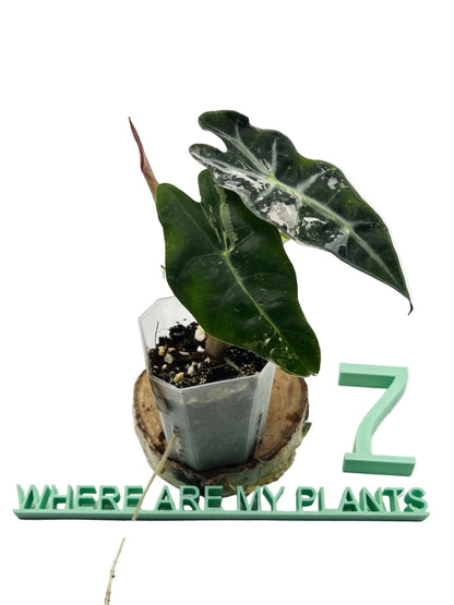 Alocasia Polly Pink Snowflake Variegata