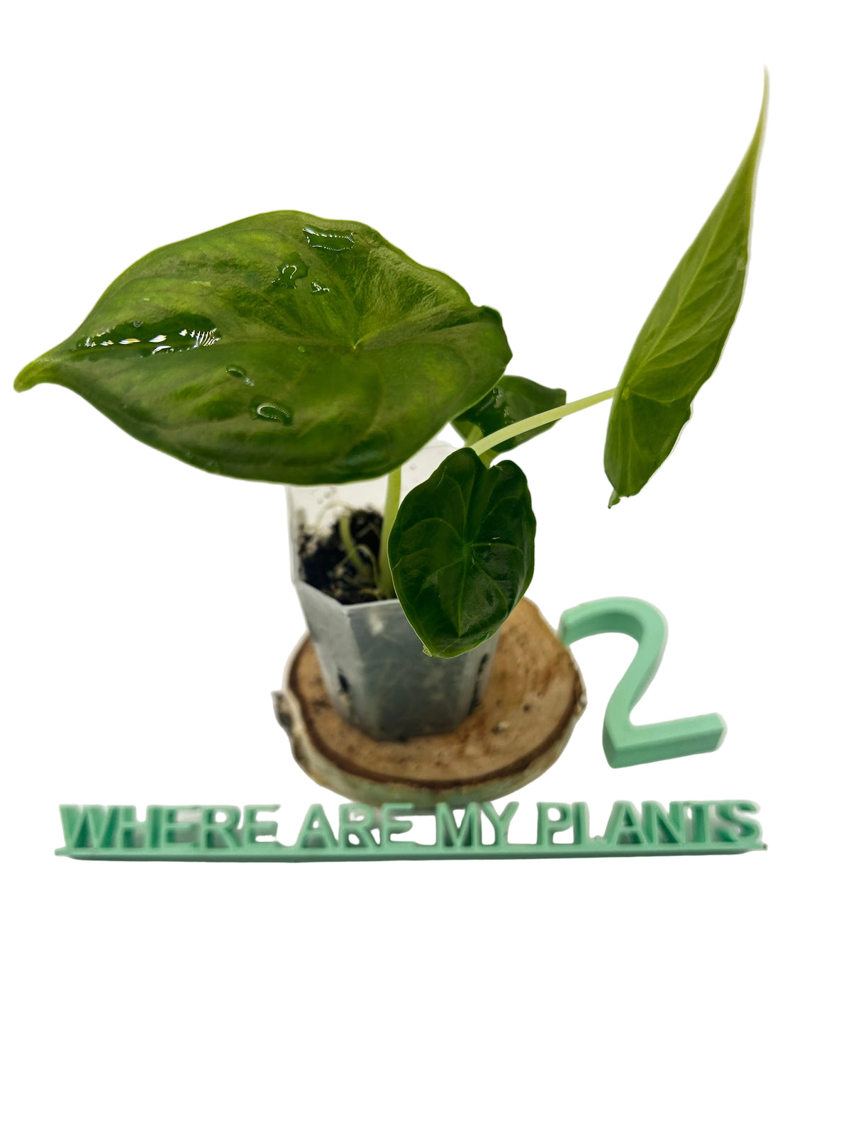 Alocasia Green Unicorn