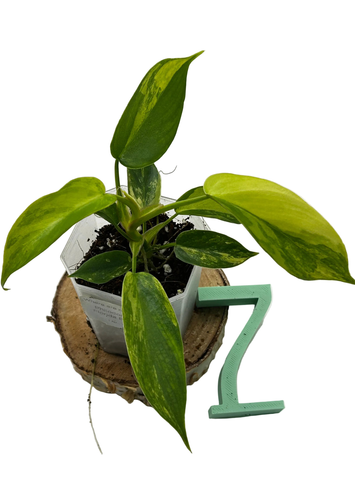 Philodendron Florida Beauty