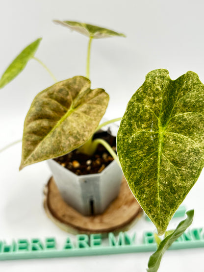 Alocasia Golden Bone Pink Mint