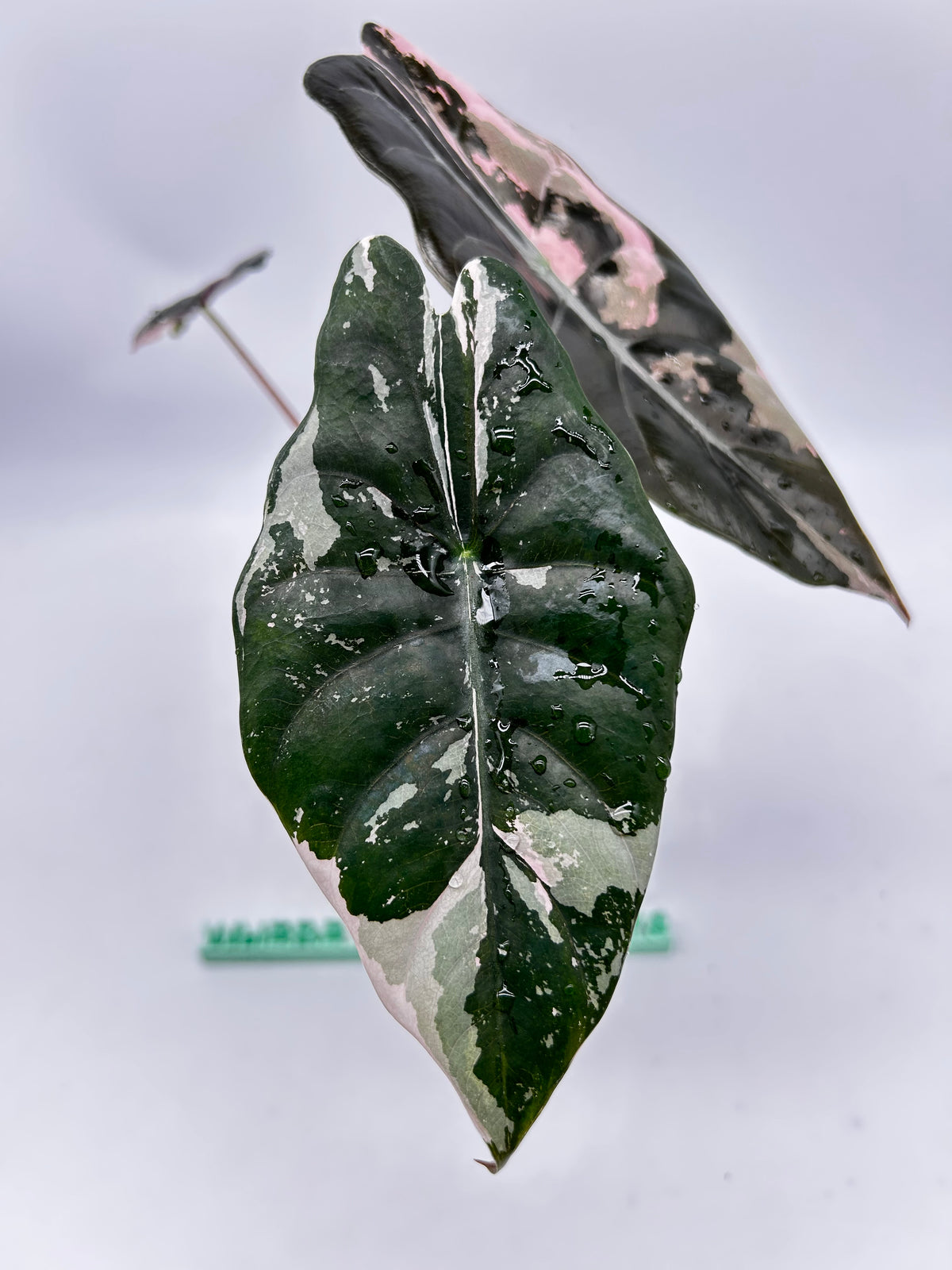 Alocasia Chantrieri Pink Variegata