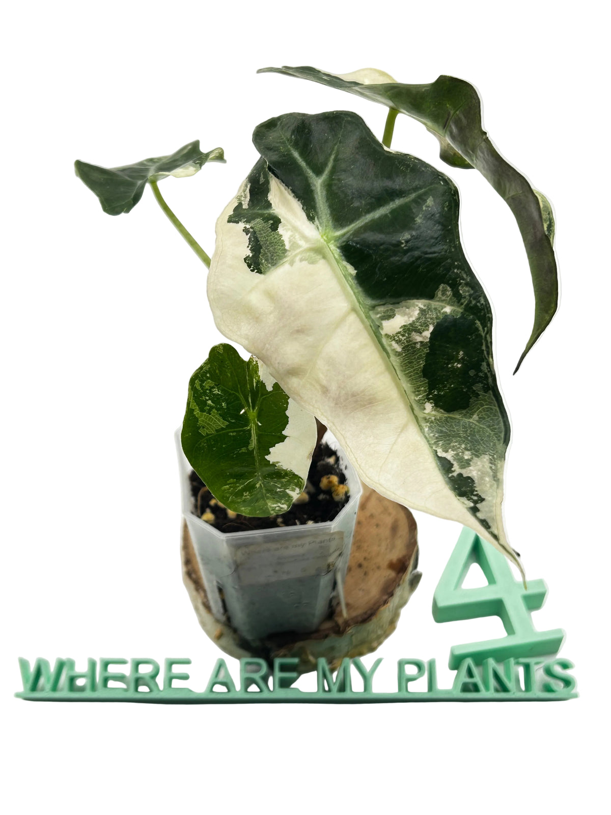 Alocasia Polly Pink Snowflake Variegata