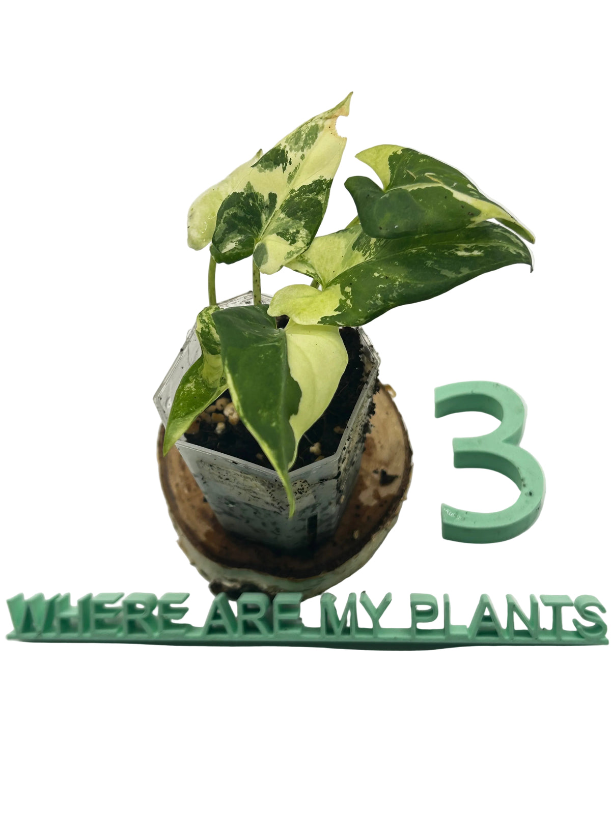 Alocasia Lauterbachiana Albo Variegata