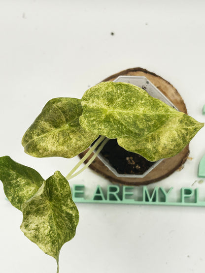 Alocasia Golden Bone Pink Mint