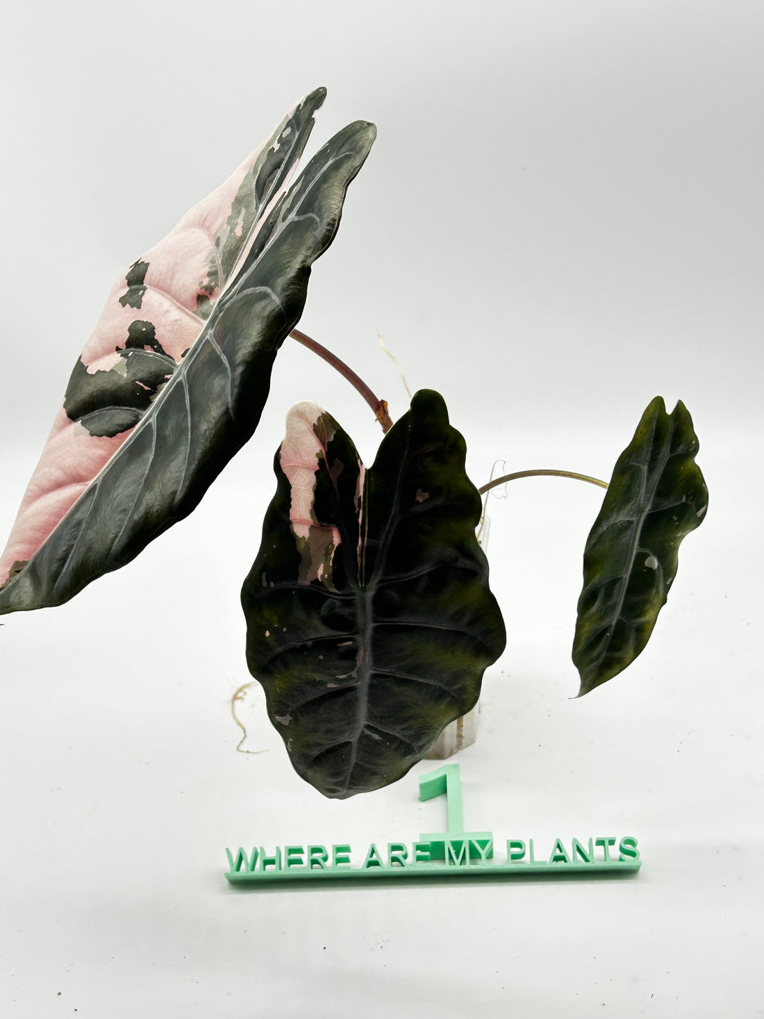 Alocasia Chantrieri Pink Variegata