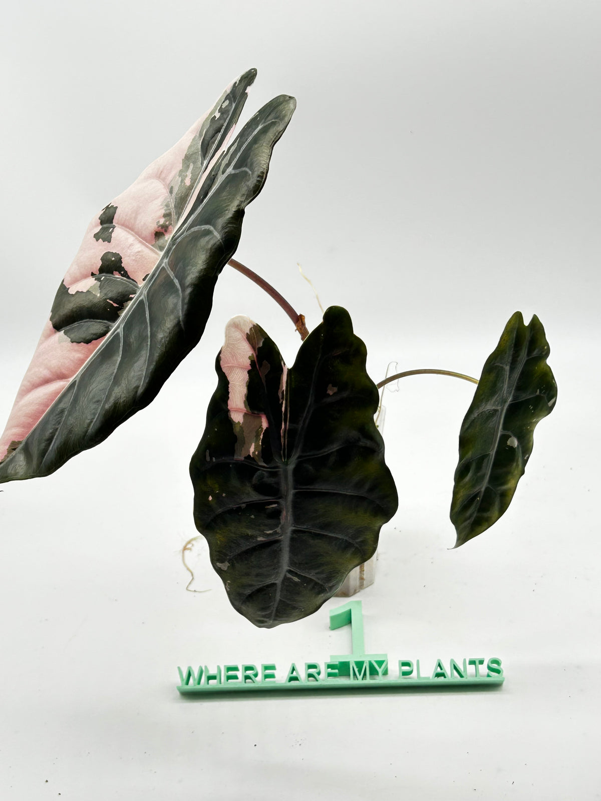Alocasia Chantrieri Pink Variegata