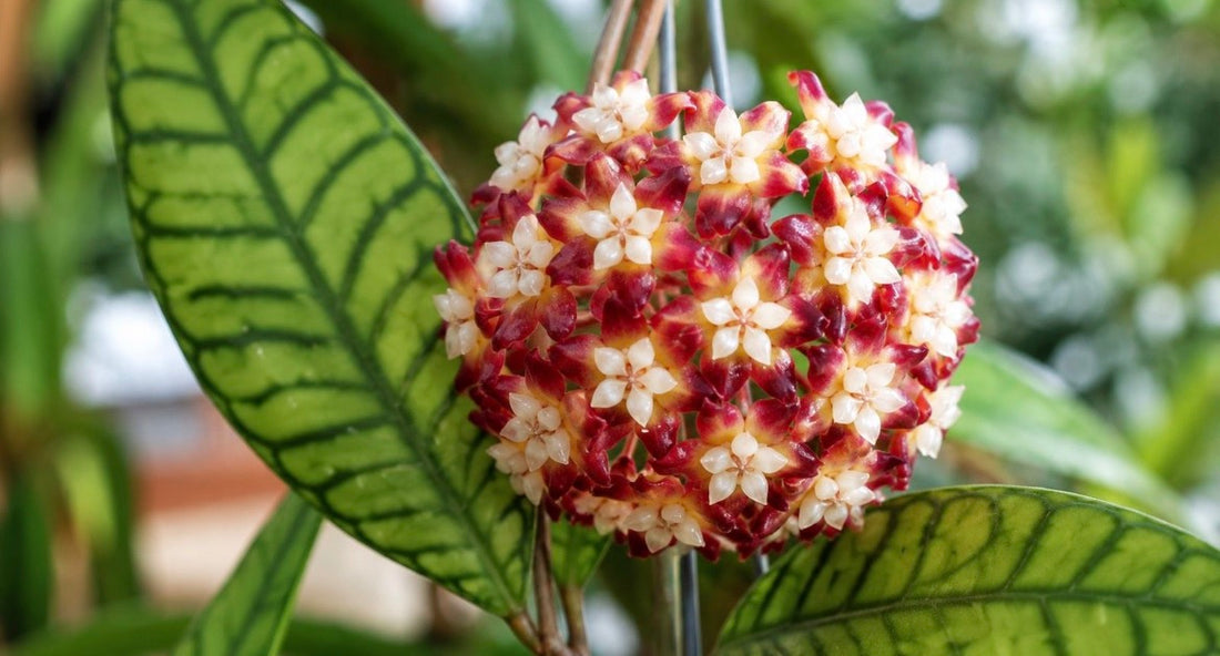 Hoya Callistophylla