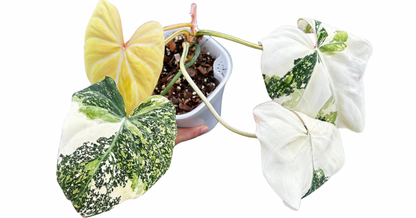 Gloriosum Variegata