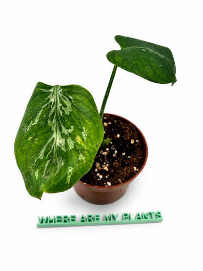 Monstera Bulbasaur Second Love