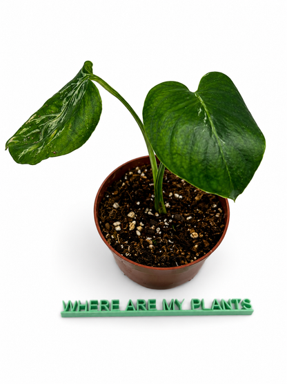 Monstera Bulbasaur Second Love
