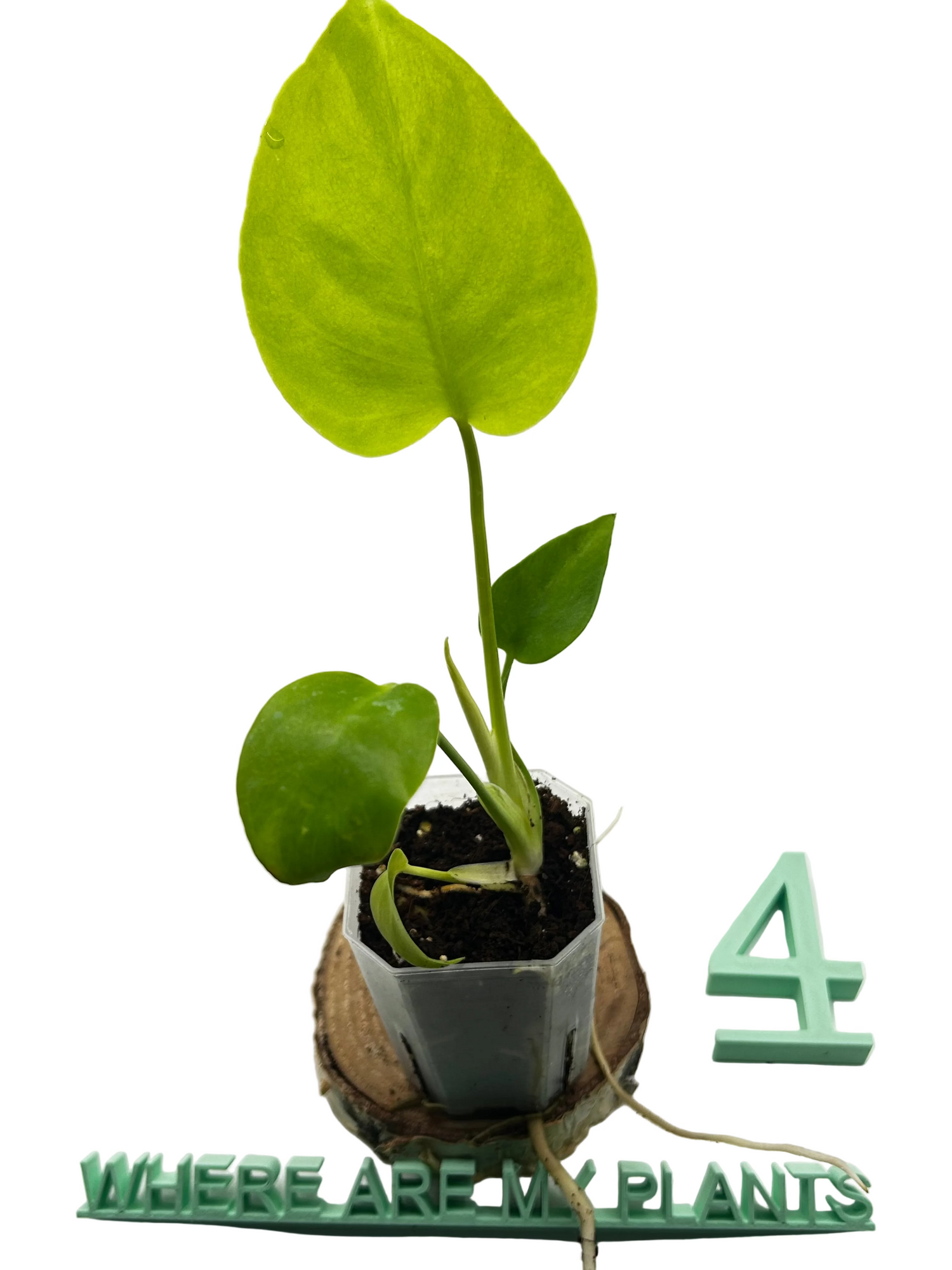 Monstera Lemon Lime