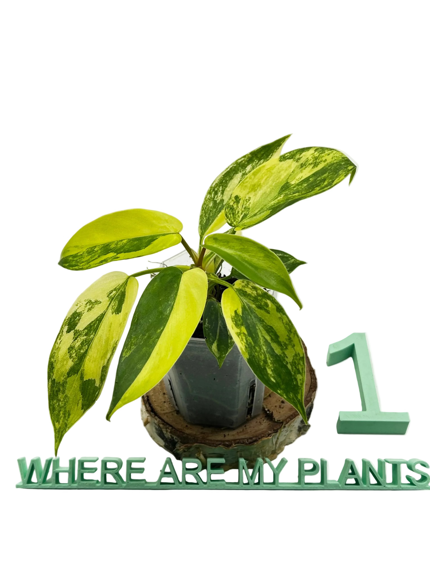Philodendron Florida Beauty