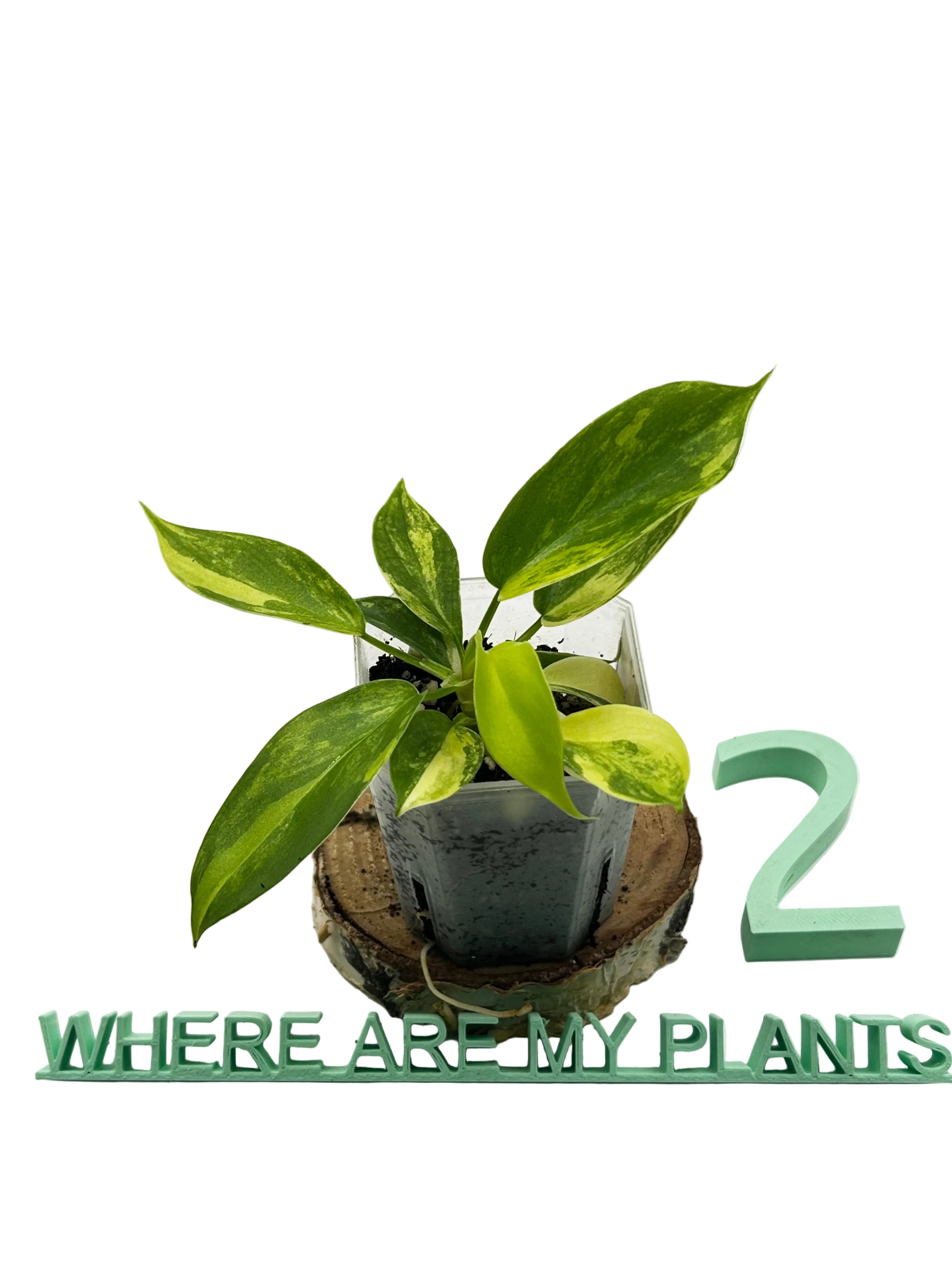 Philodendron Florida Beauty