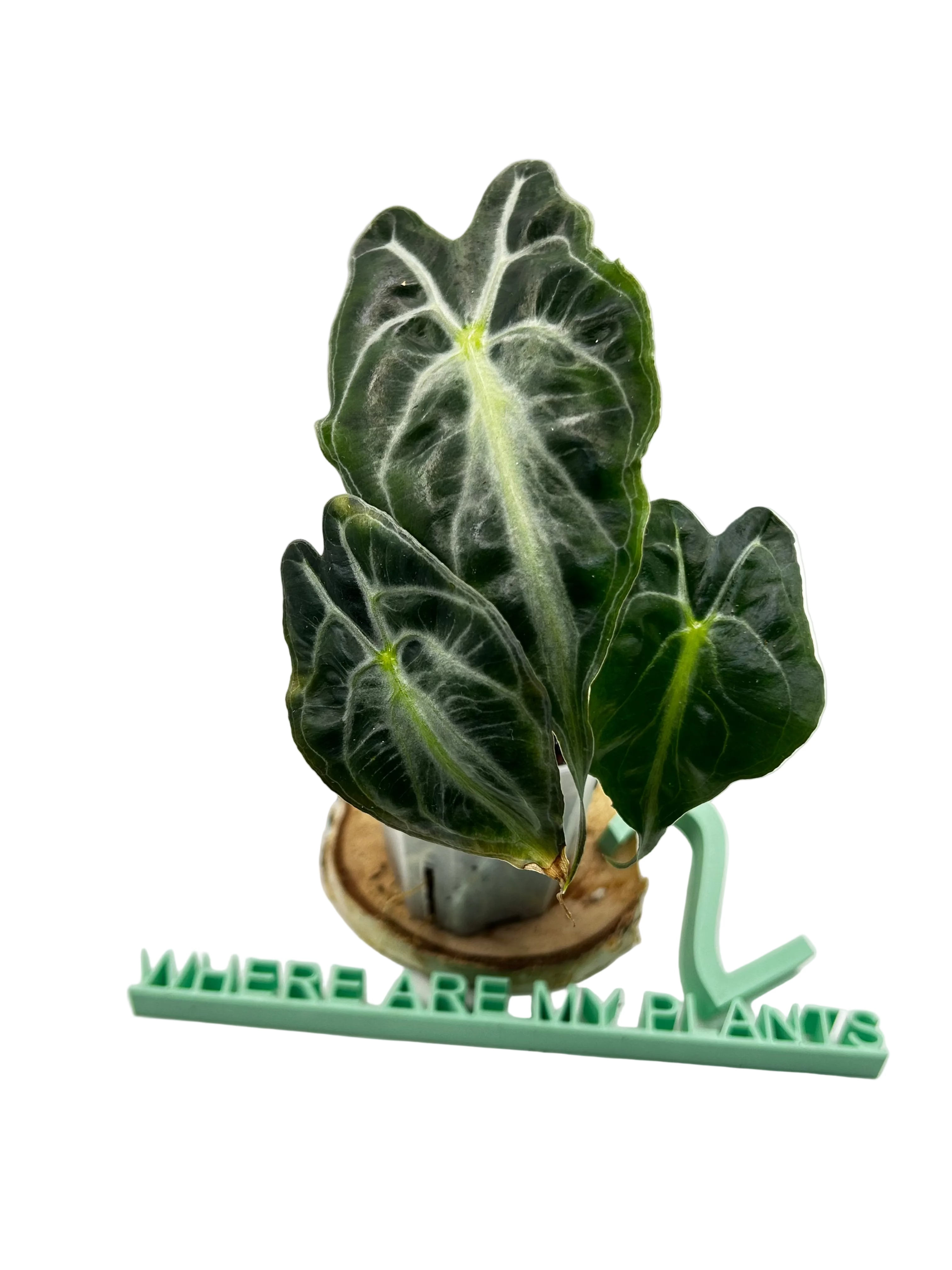 Alocasia Venom