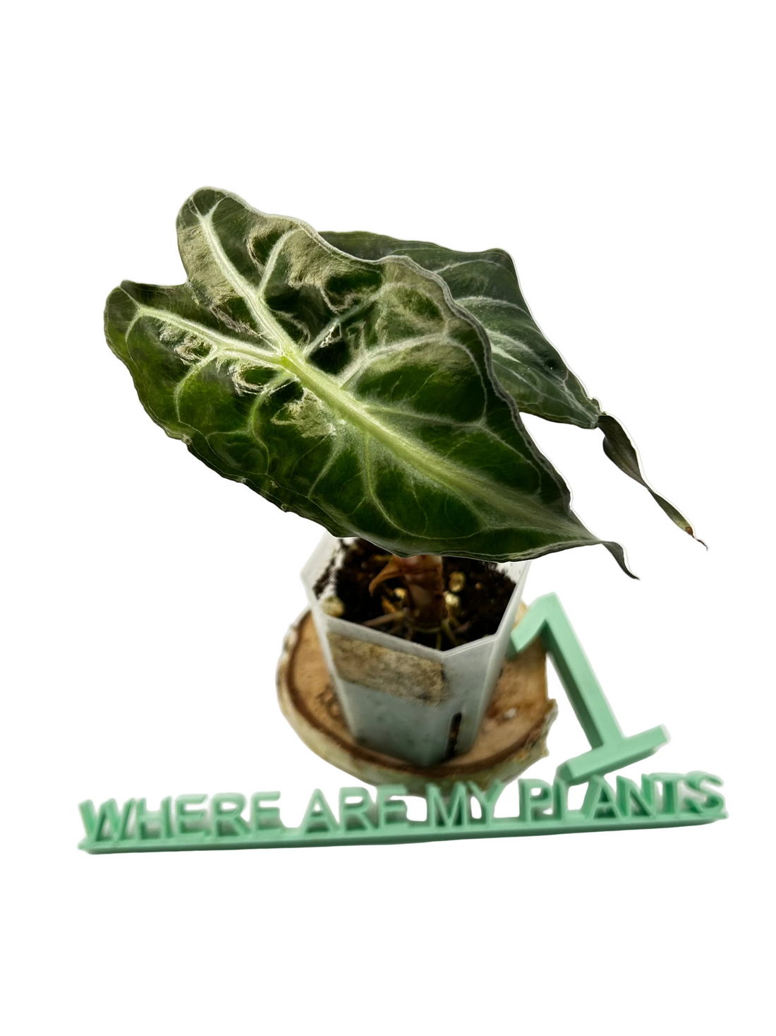 Alocasia Venom