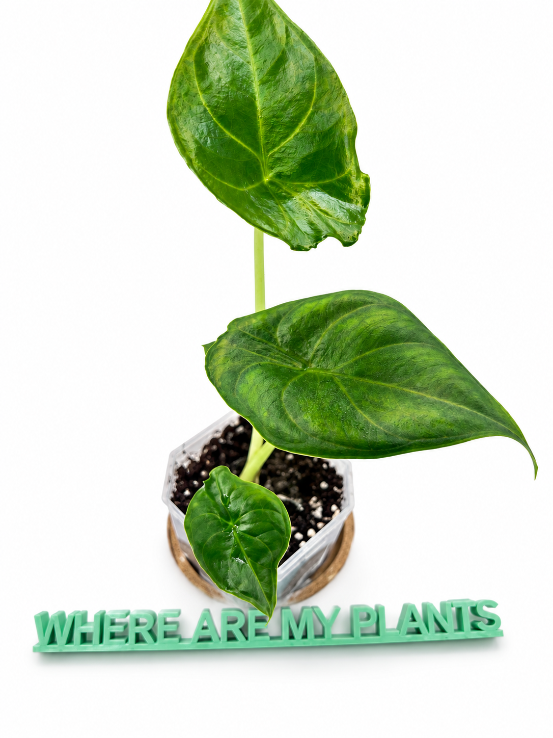 Alocasia Green Unicorn