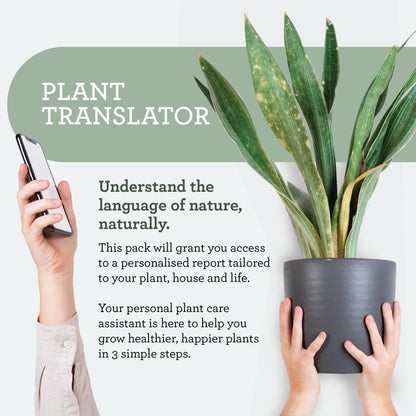 Plant SPA Geschenkset