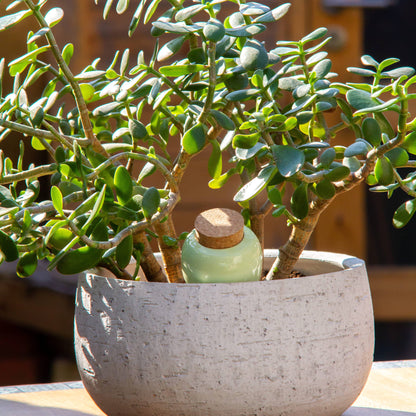 Olla - Grün